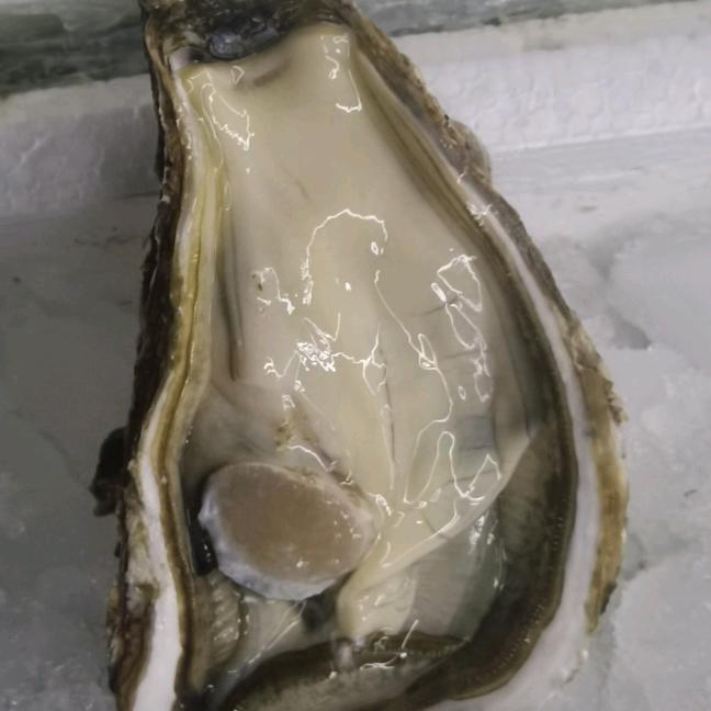 优质生蚝批发