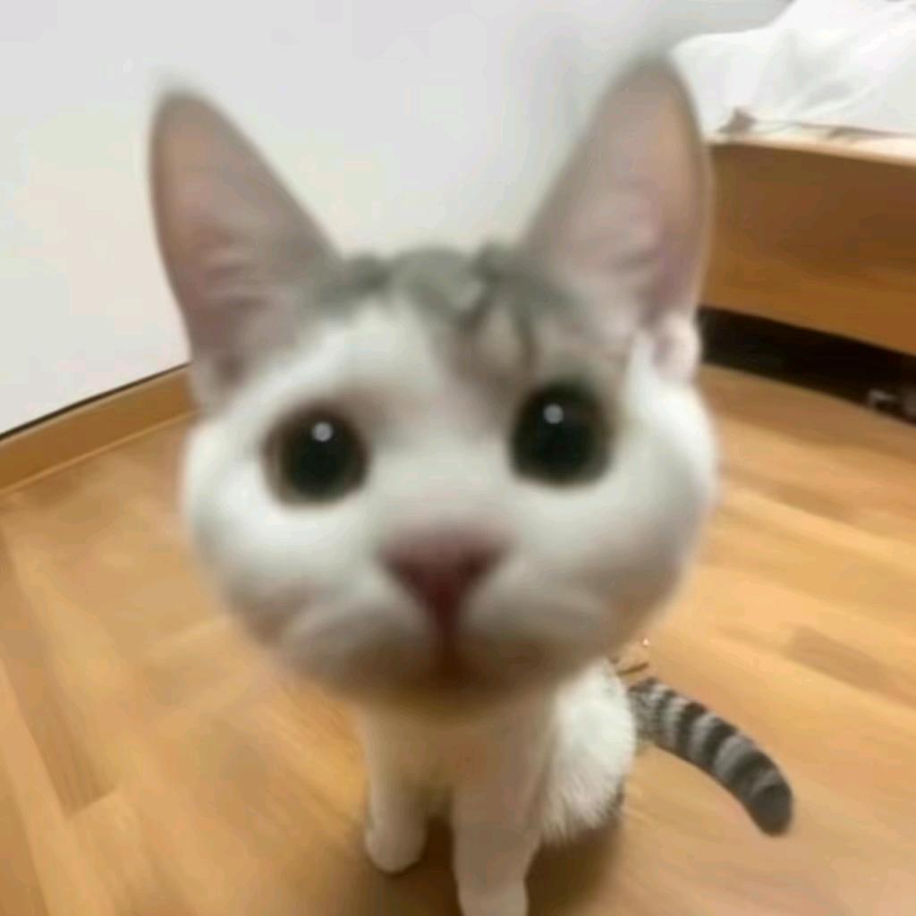 我的小猫