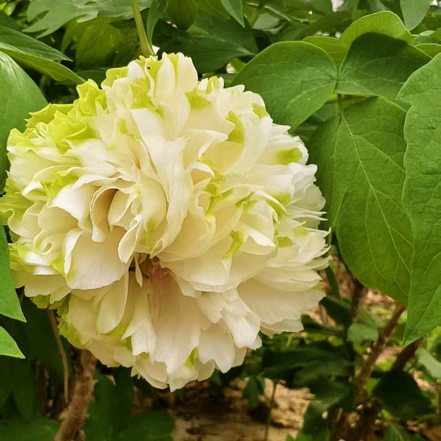 梦想成真🤗圆梦