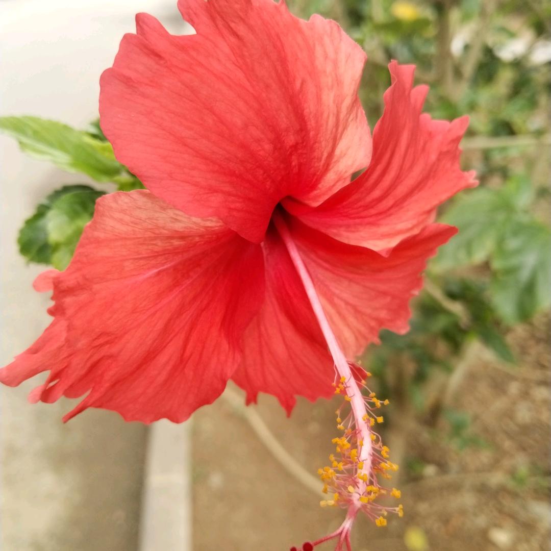 玫瑰