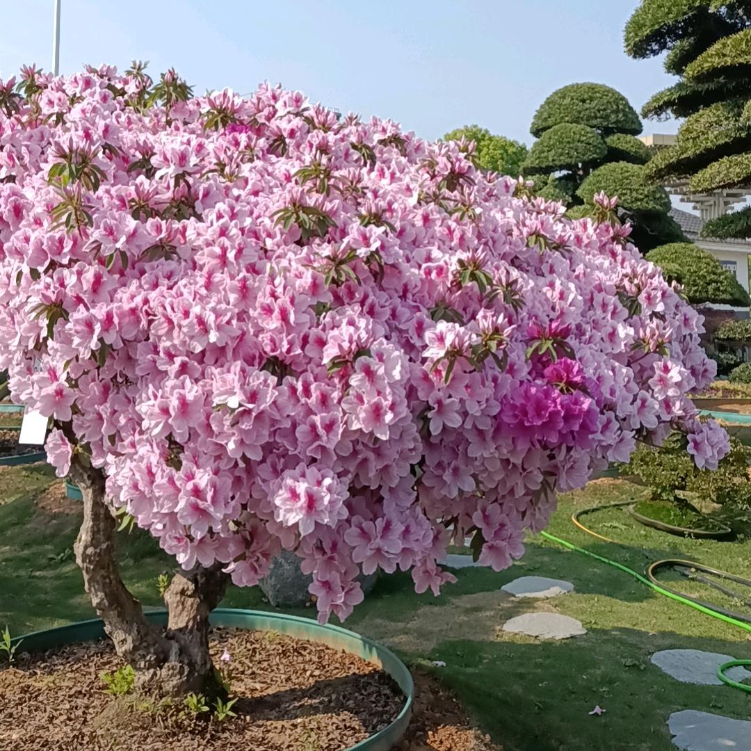 ……花前悦夏……