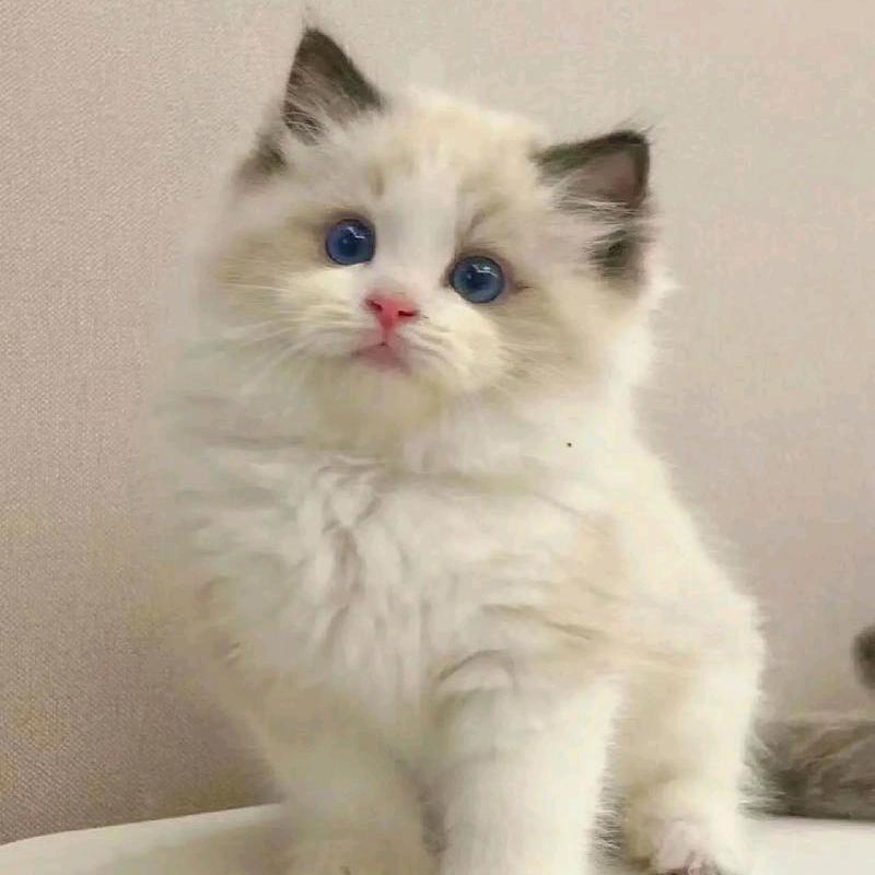 慧欣头像