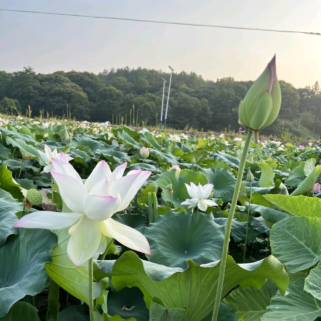 菇莲壹家
