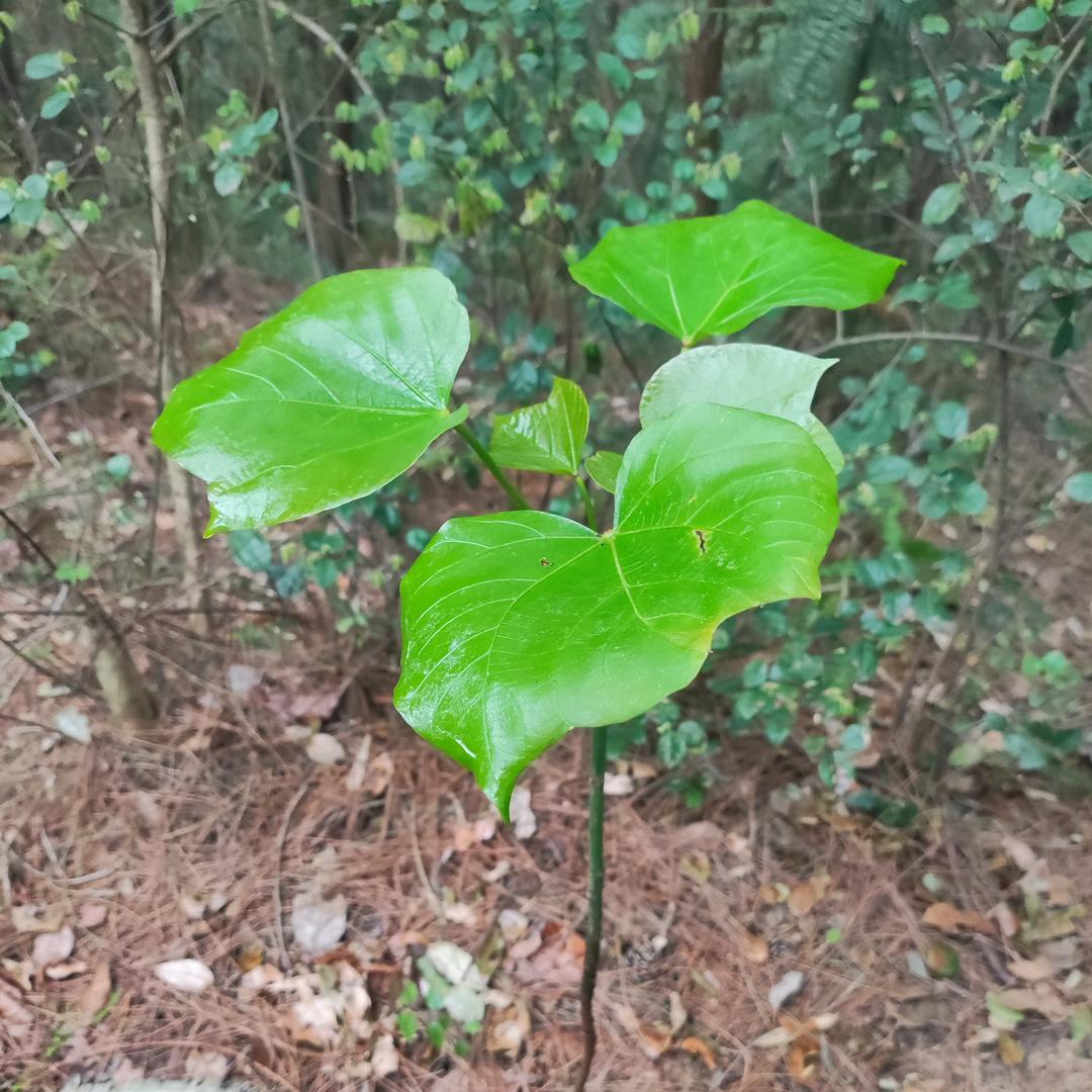 沙沙爱抖音