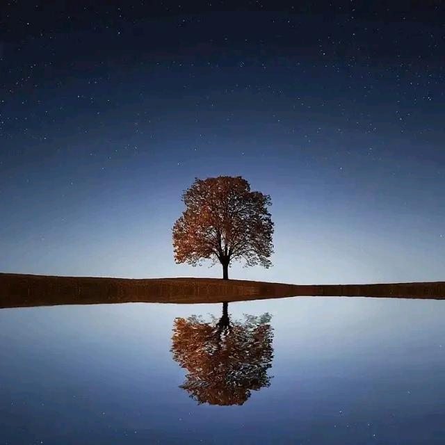 我是一棵树