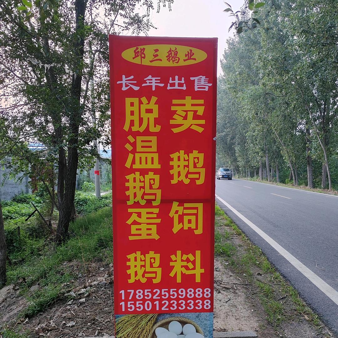 邱三！养鹅基地！！！