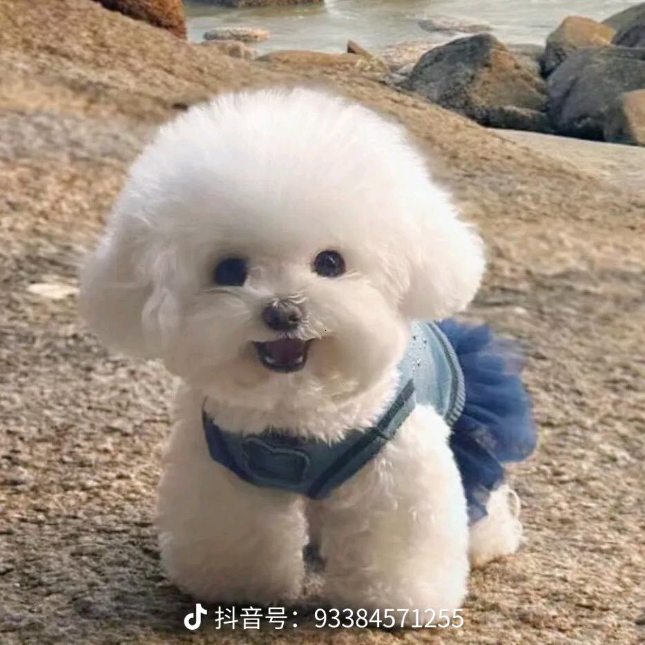 开心萌宠