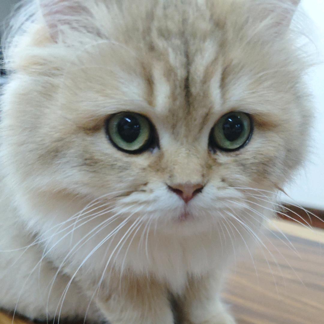 佬功
