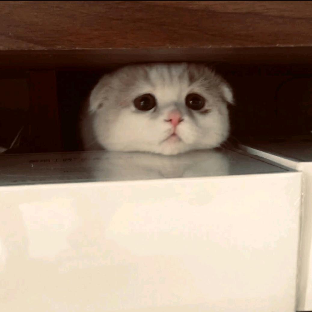 小不溜(见过柏康版)