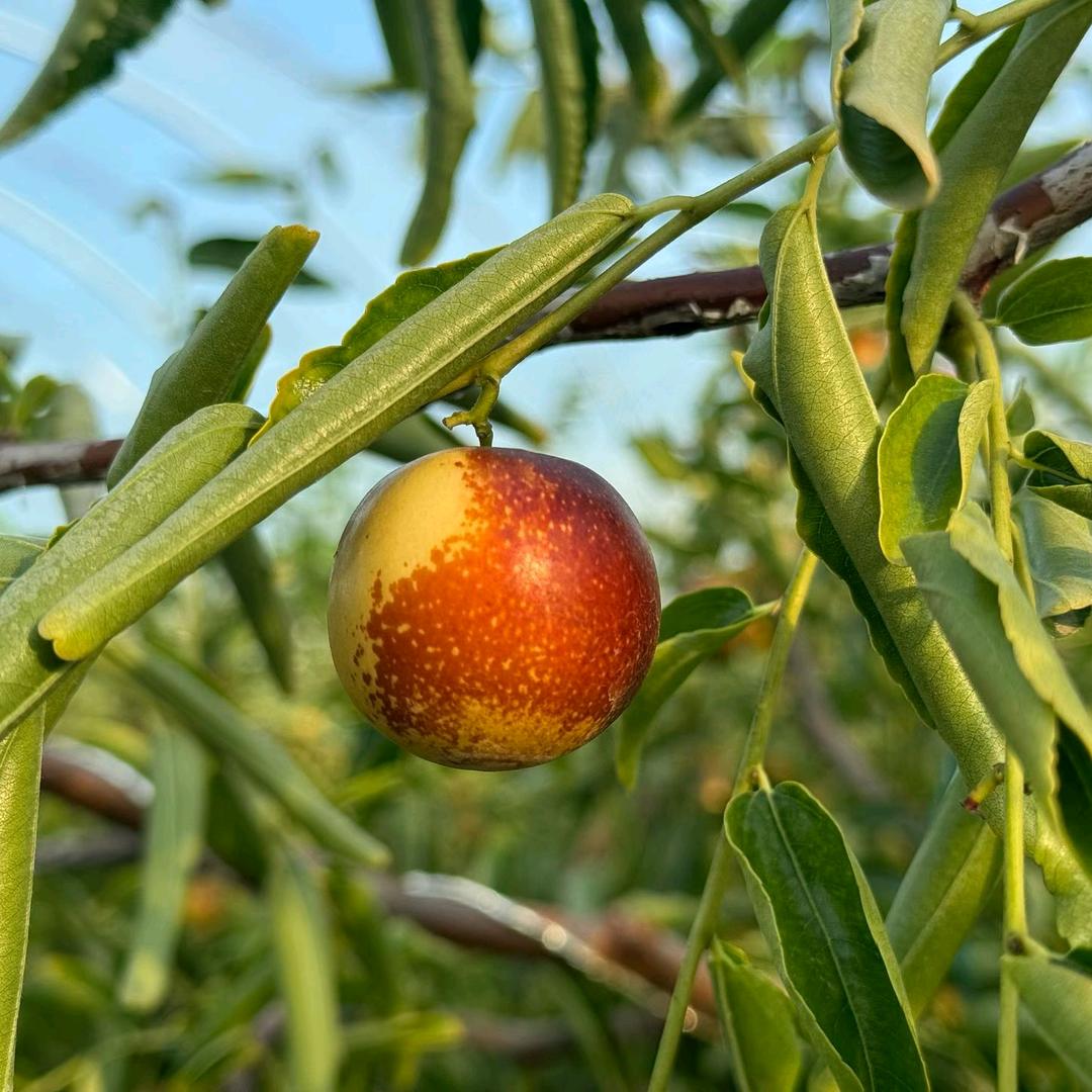 绿色农业（山西运城临猗，水果的故乡）
