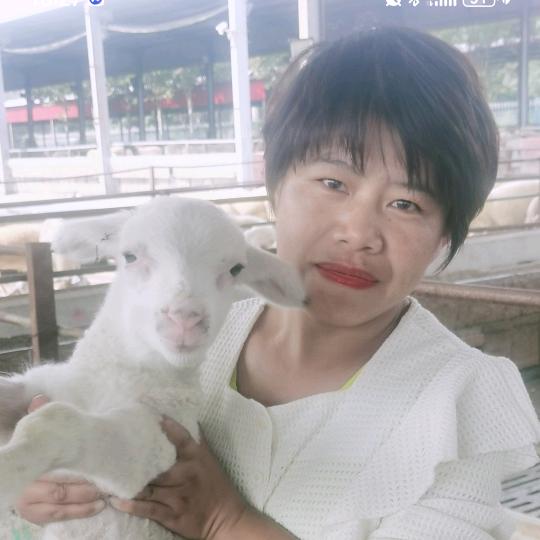 品种羊养殖🧚♂️🧚♀️