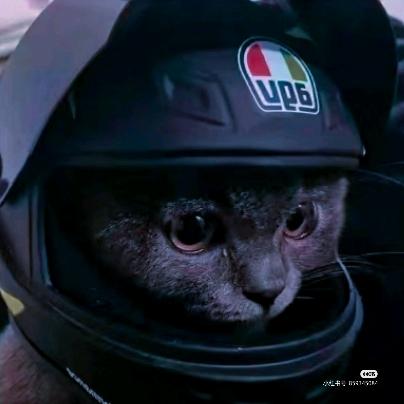 熬夜的猫