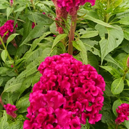 行稳致远  梦想成真