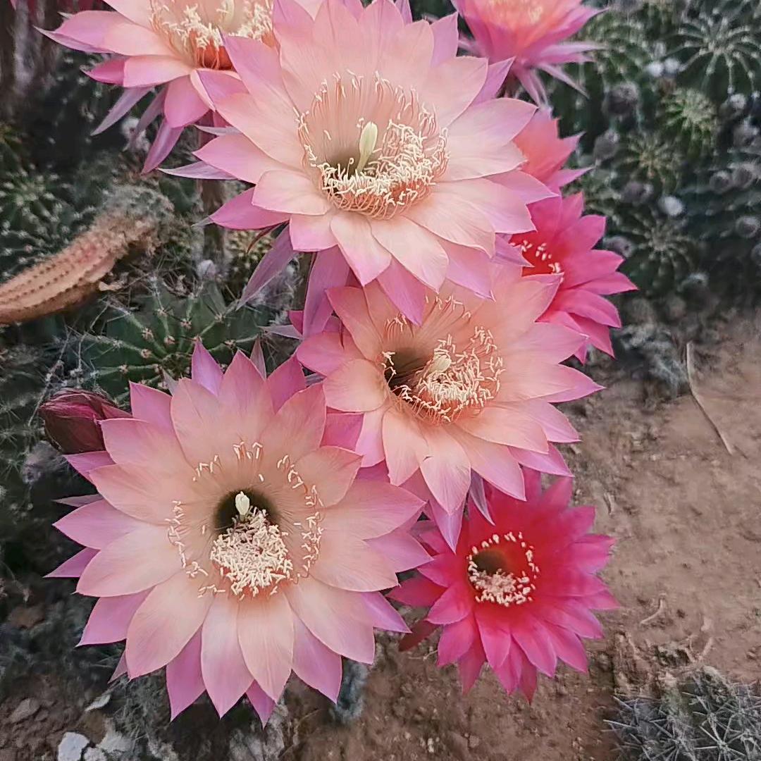 菲菲园艺彩草基地