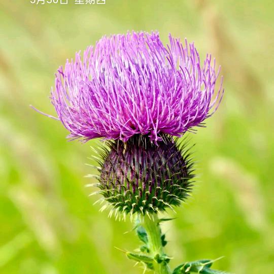 开心果🍎🍎🍎