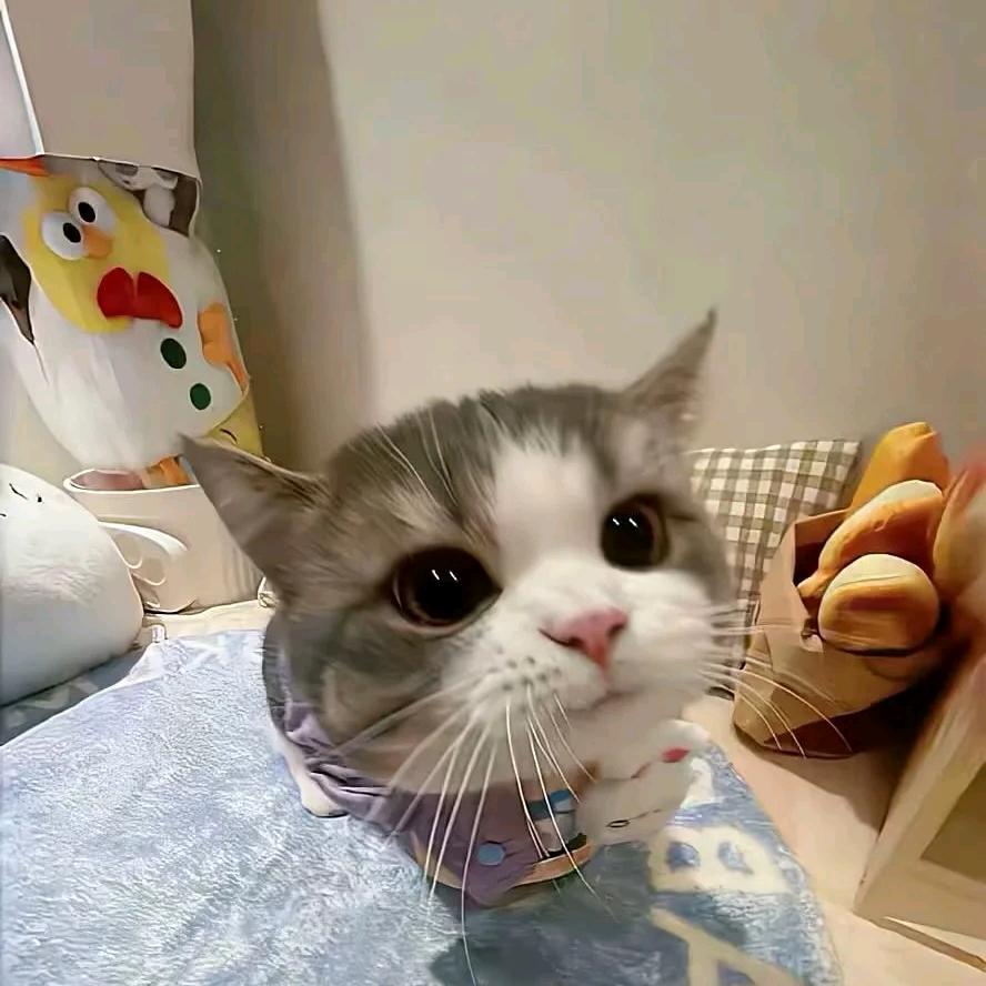 爱吃鱼的猫