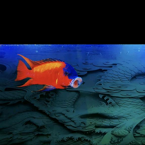 楠枫（红龙王）