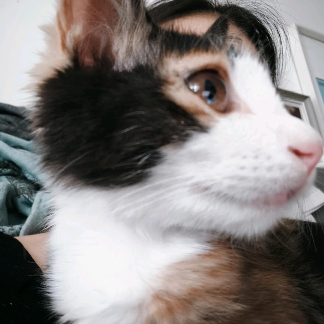 小咪