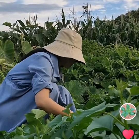 静子在深圳的菜园