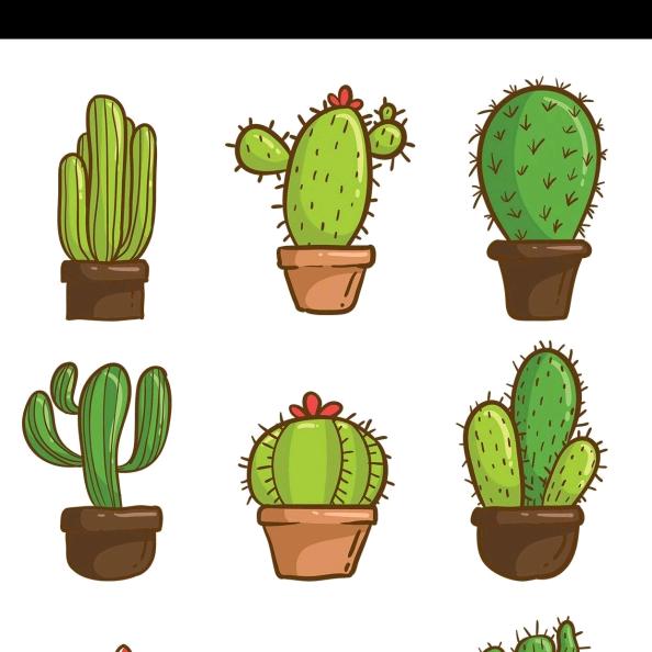 仙人掌🌵
