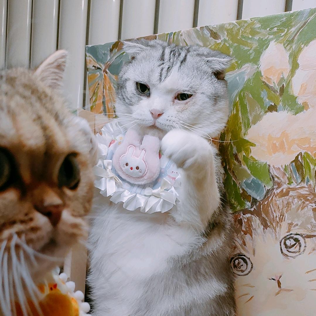 猫不臭