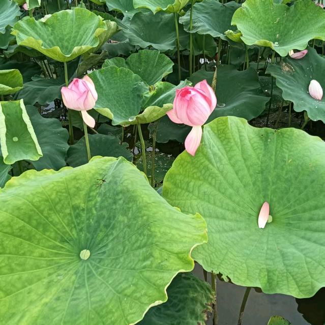 𓂃𓅷𓏲💐一路有你(❁𖤐 ₆🌸