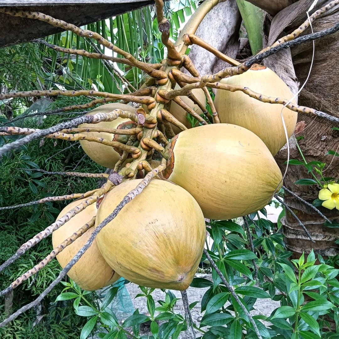 越南小杨