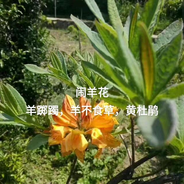 山野村夫