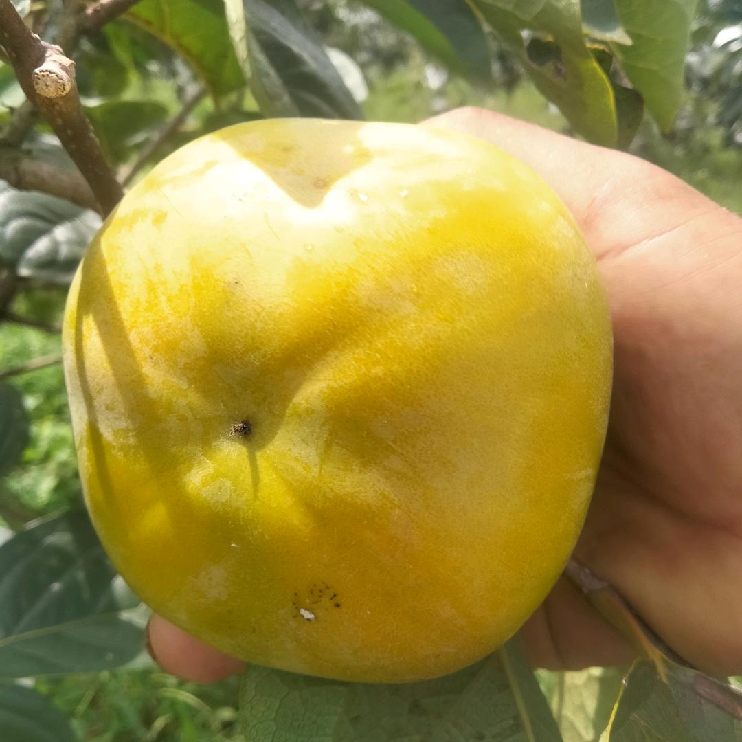 桂林小蒋