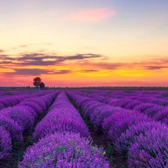 💖梦  中  你💖