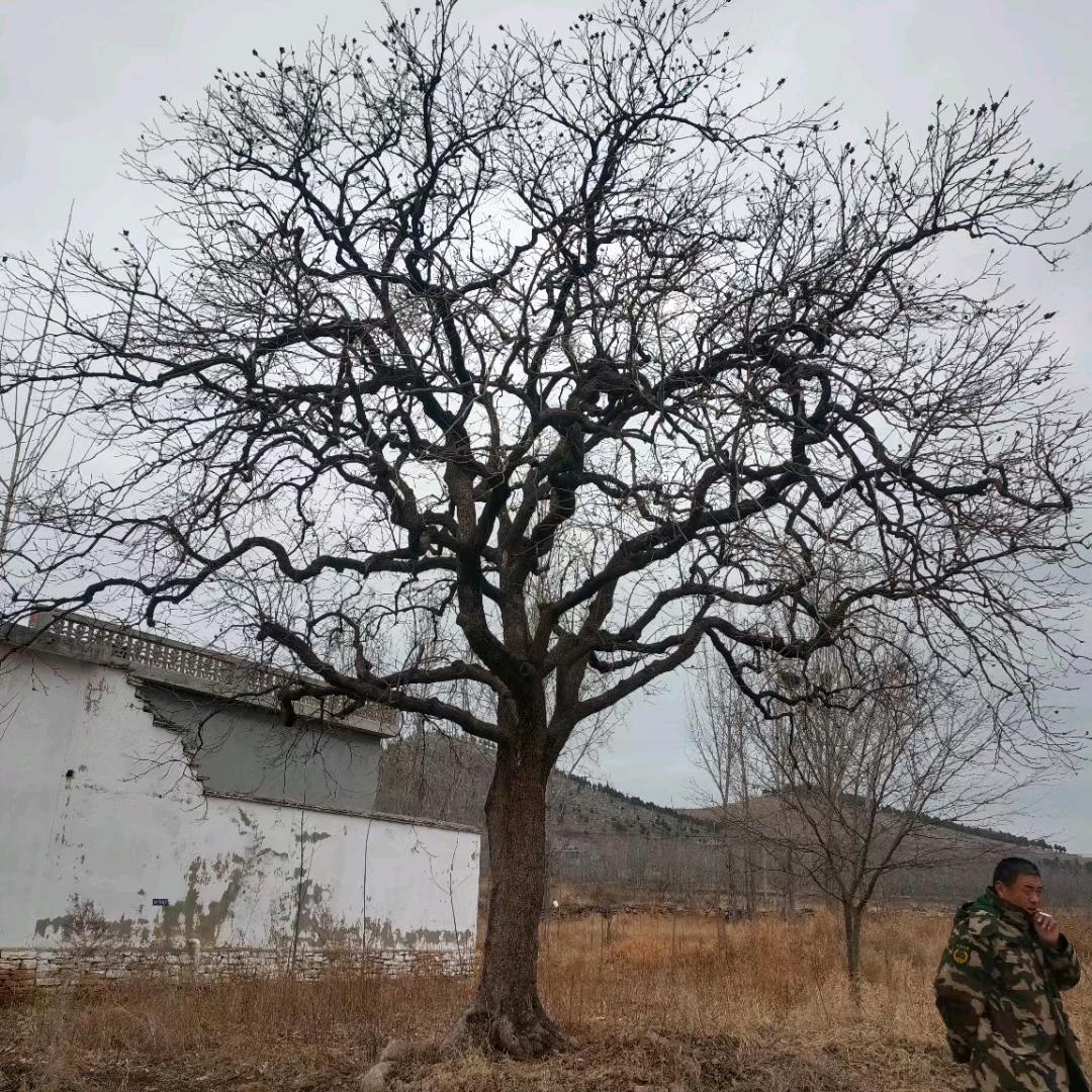 春润园林