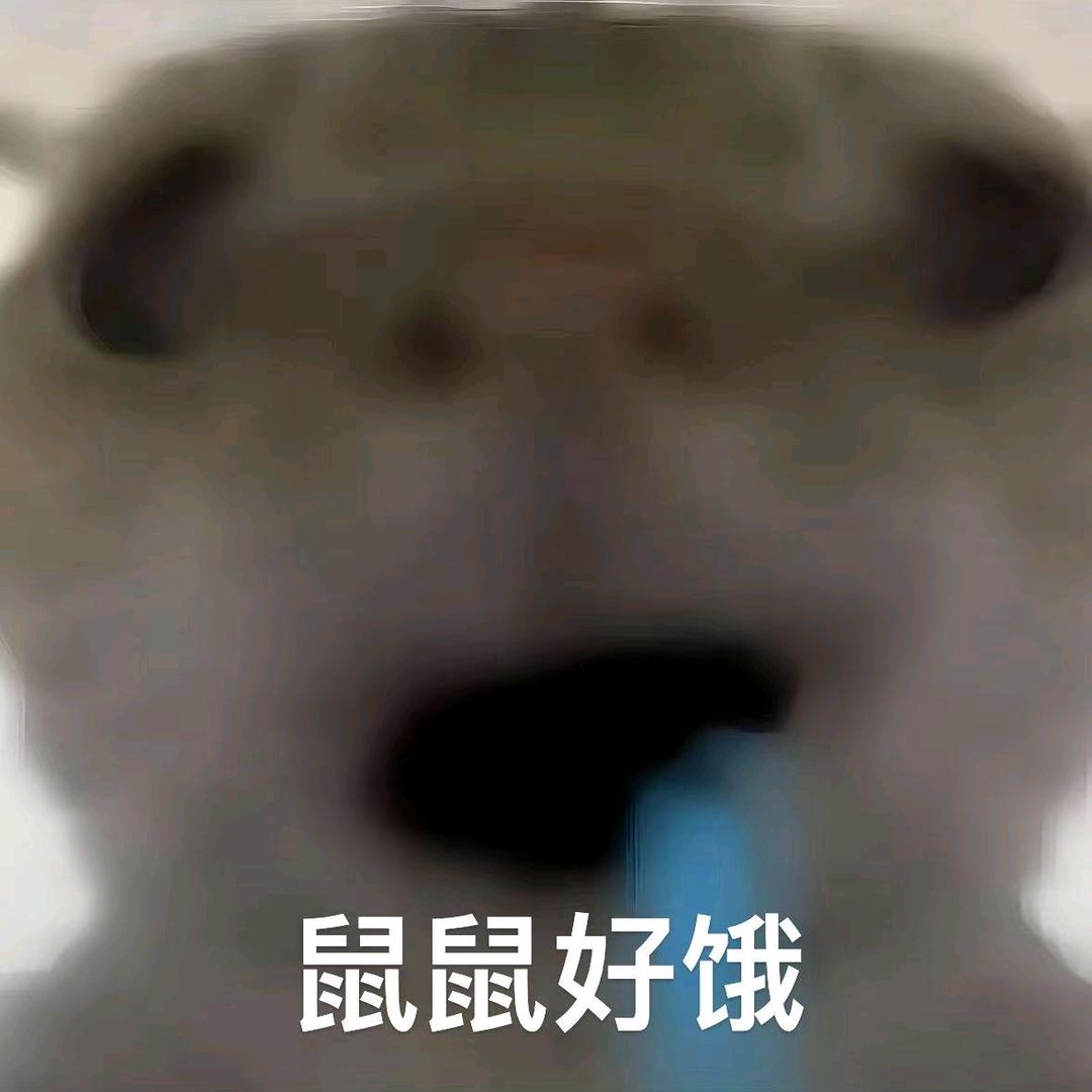 寻宝鼠