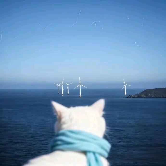 小鱼