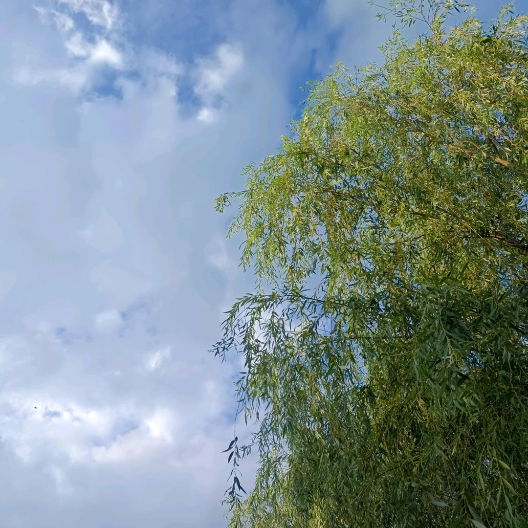 那一抹阳光、不属于我