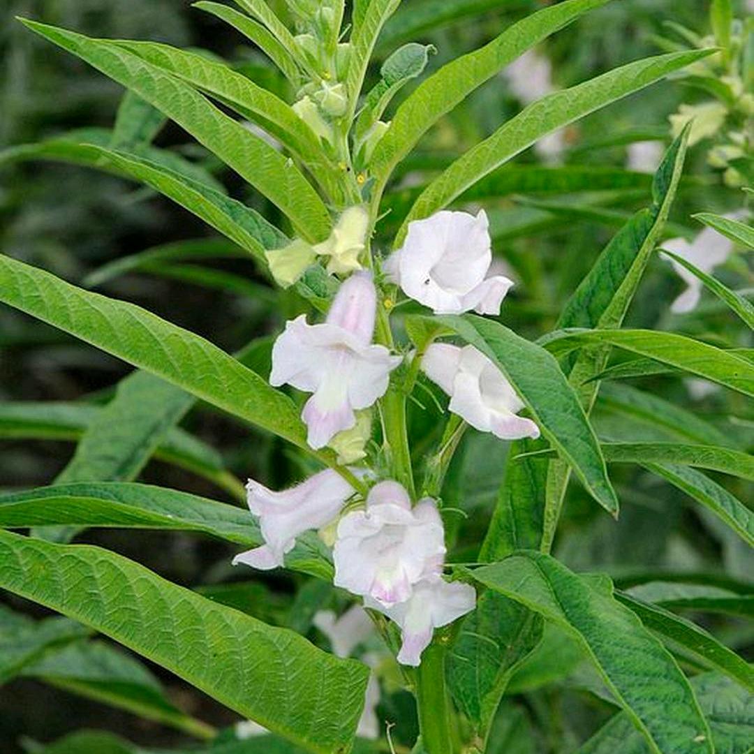 芝麻开花