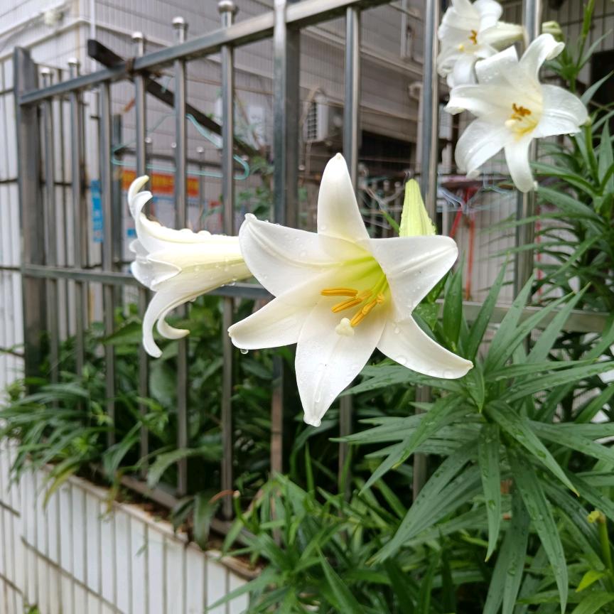 安然🌷