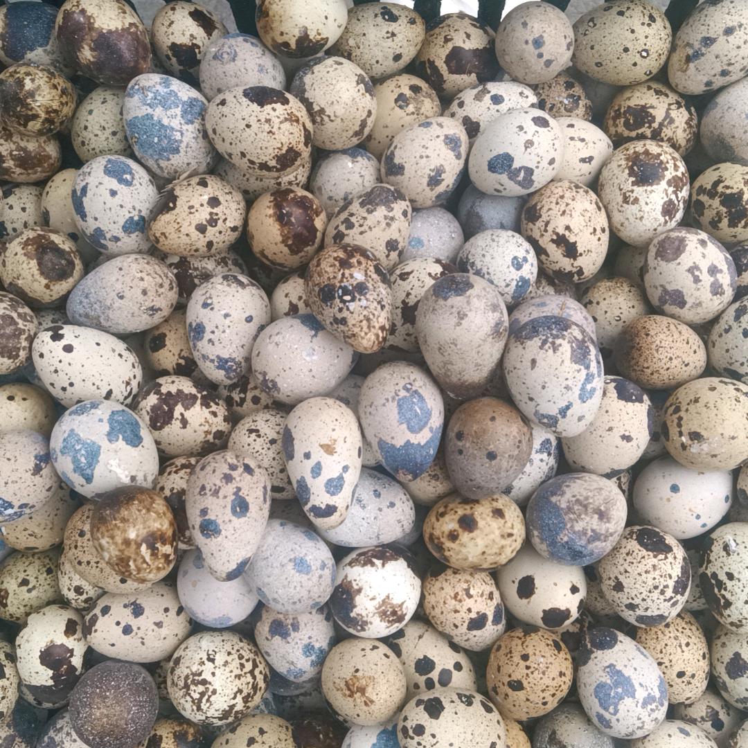 瑞康鹌鹑蛋配送中心