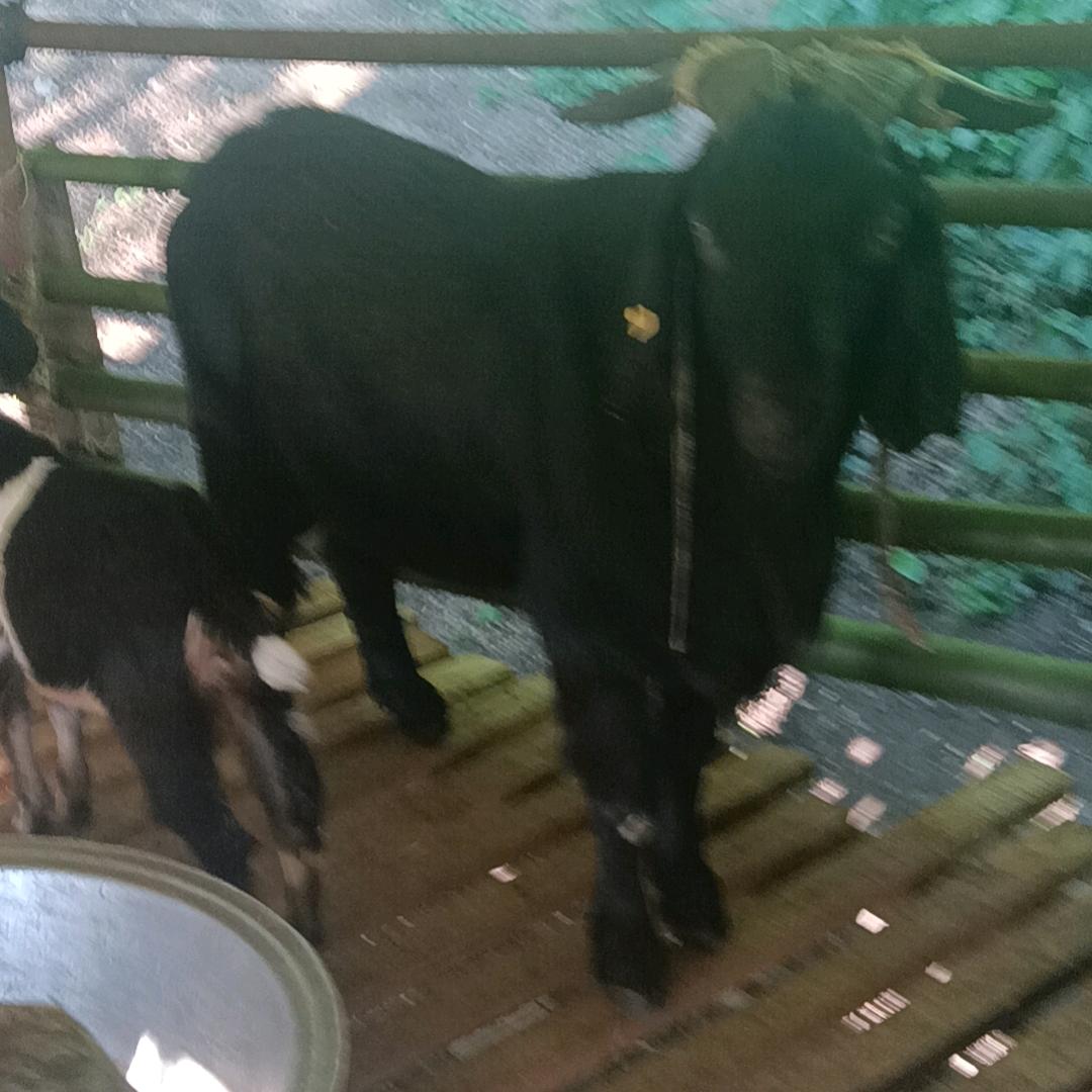 专业散养跑山羊，