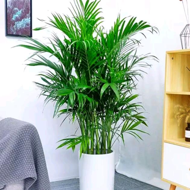 壹品绿植供应链