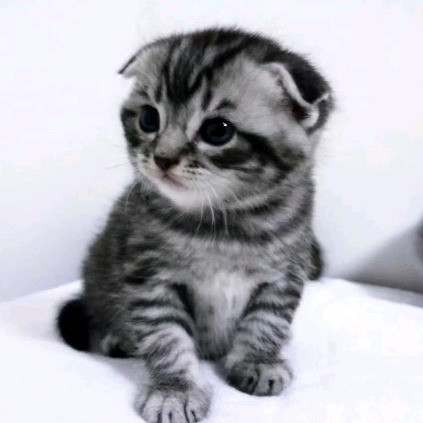 《猫猫》