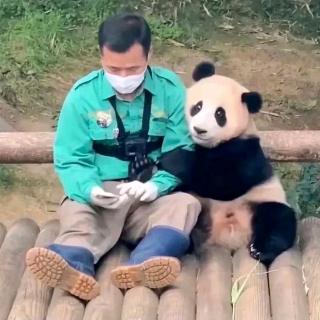 猫科动物说