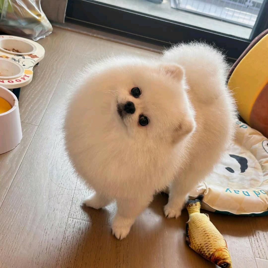 i螺蛳粉香妃