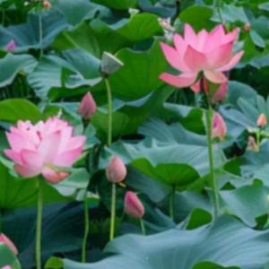 勇往直前越来越好🎍