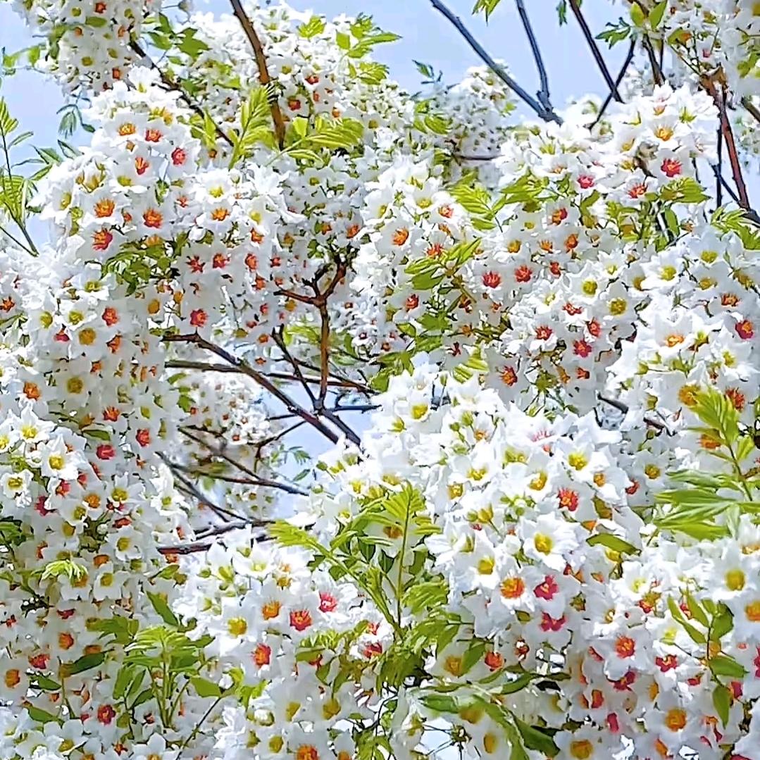 ✨群蛇起舞✨