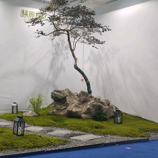 骐骐盆景