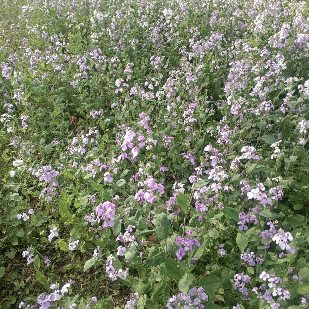 树叶🇨🇳⁹²¹¹