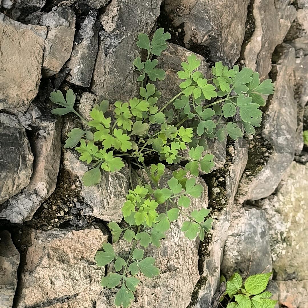 草本植物（小熊）