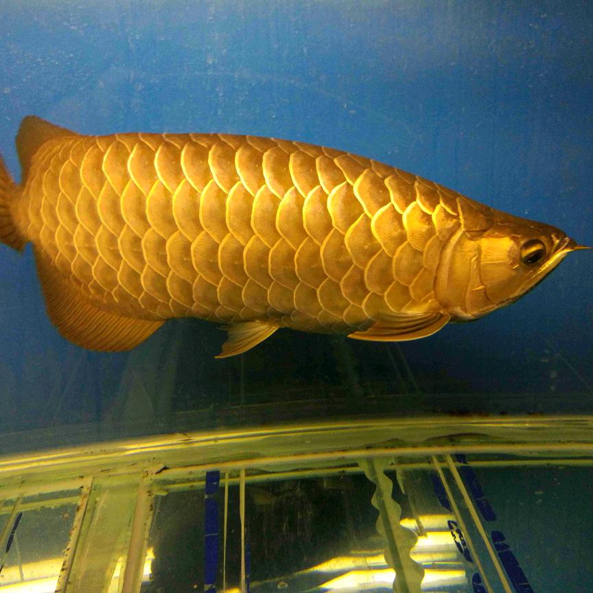 永薇水族馆