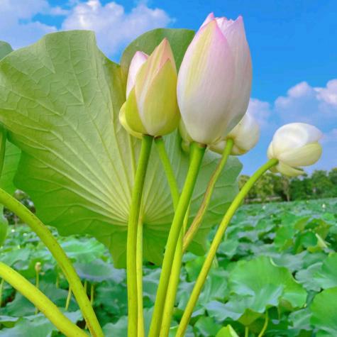 茹意阁