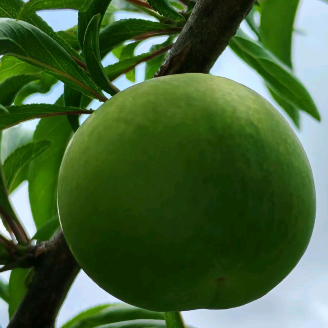 镇宁自治县因李精彩果农小铺